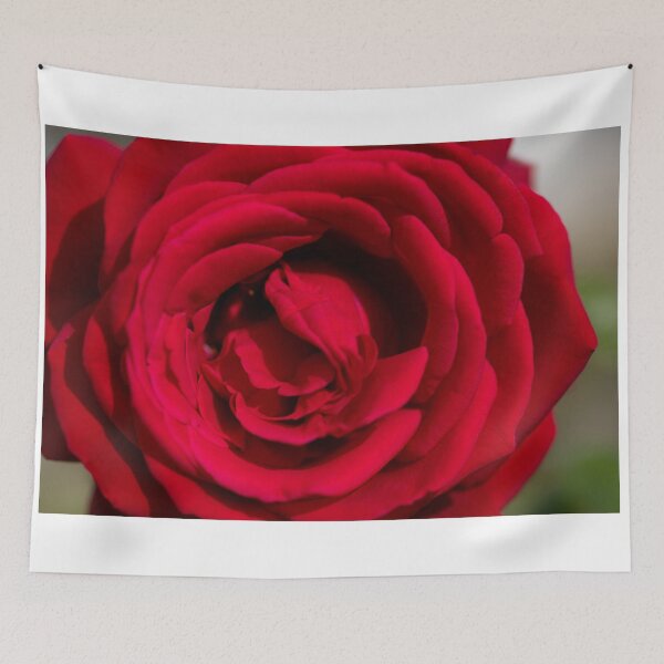 Item preview, The rose designed and sold by Gnangarra.
