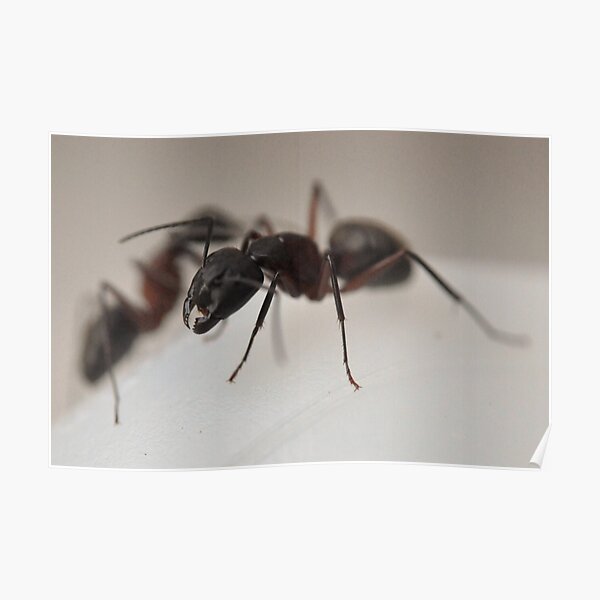 Got Sugar? I've got your virus right here buddy. Poster
