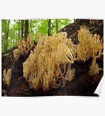 The Fairy Cathedral Poster
