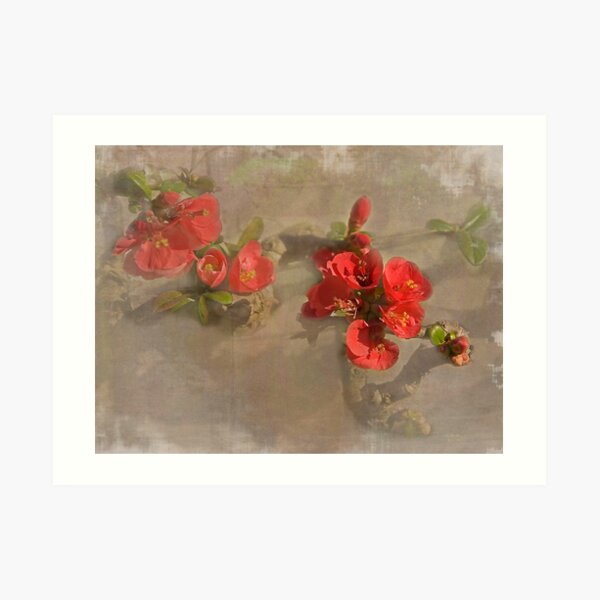 Japonica Art Print