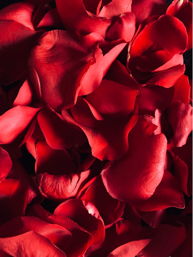 Romantic Red Rose Petals