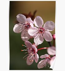 Blossoms Poster