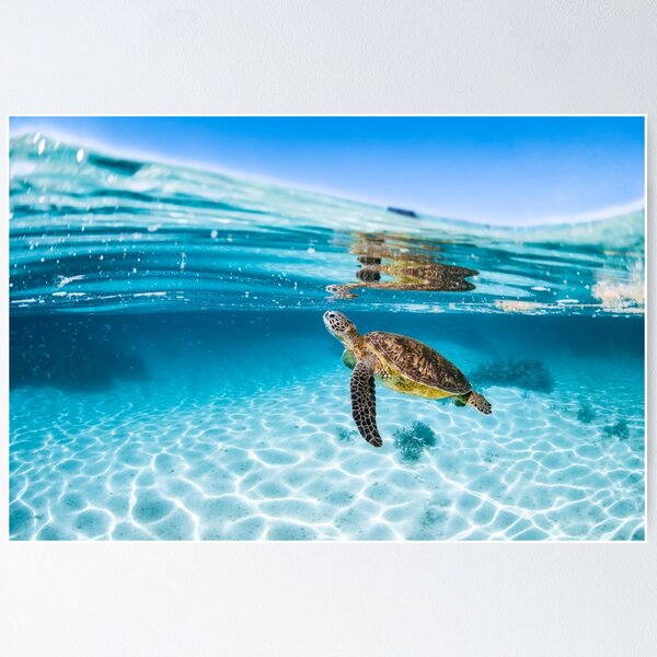 Item preview, Green Sea Turtle  designed and sold by Jesshaddenphoto.