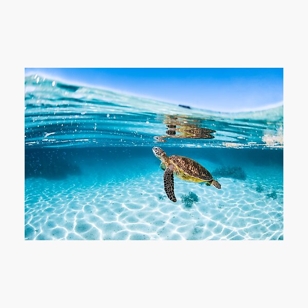 Item preview, Green Sea Turtle  designed and sold by Jesshaddenphoto.