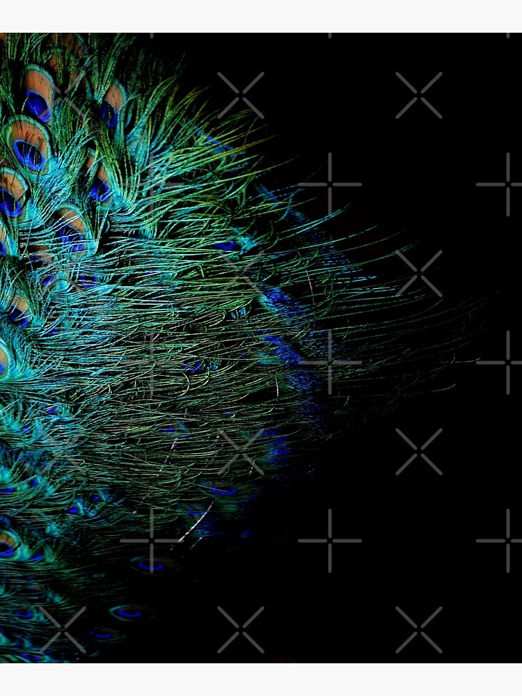 Peacock Feather by by-jwp