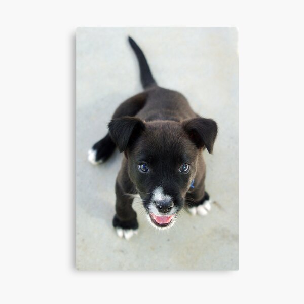 Item preview, SOX designed and sold by Helen Akerstrom Photography.