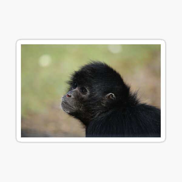 Spider Monkey Sticker