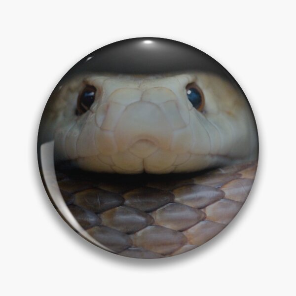 Item preview, Curled Snake designed and sold by bluesmokephotos.