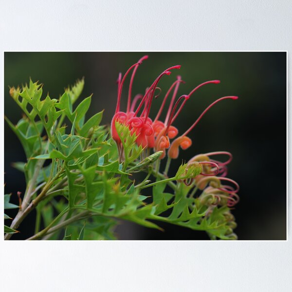 Item preview, Grevillea bipinnatifida designed and sold by andrachne.