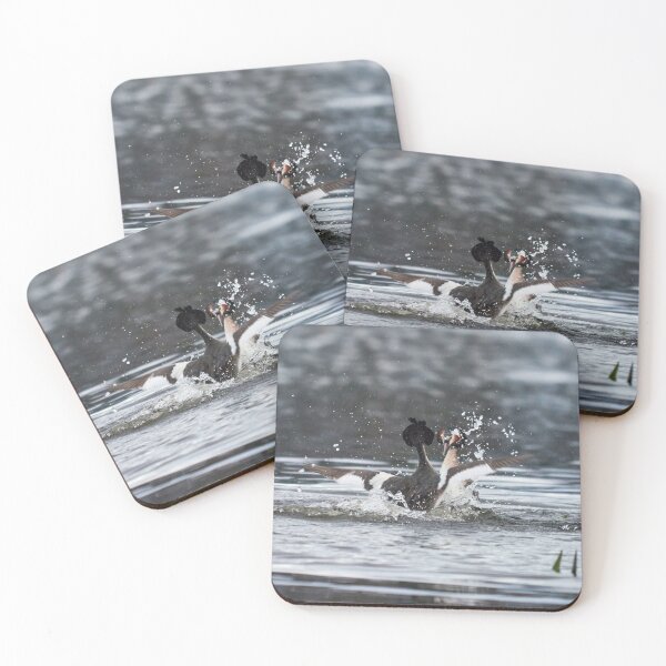 Item preview, Evening fight. Great crested grebe designed and sold by Jouko Lehto Photography.