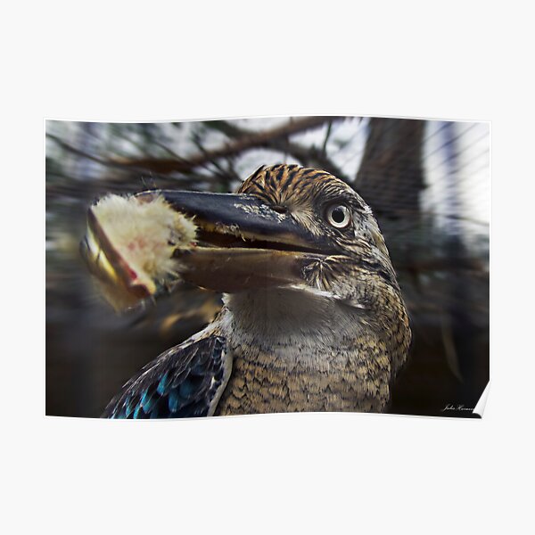 Kookaburra Poster