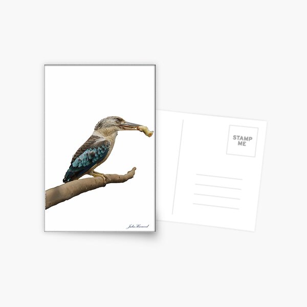 Kookaburra, Dacelo leachii Postcard