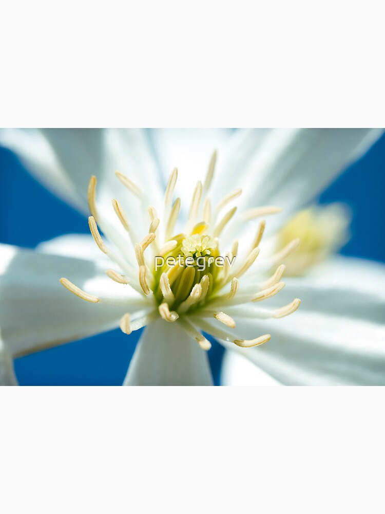 Day 261 - 27th March 2012 by petegrev
