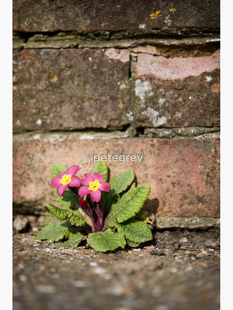 Day 264 - 30th March 2012 by petegrev