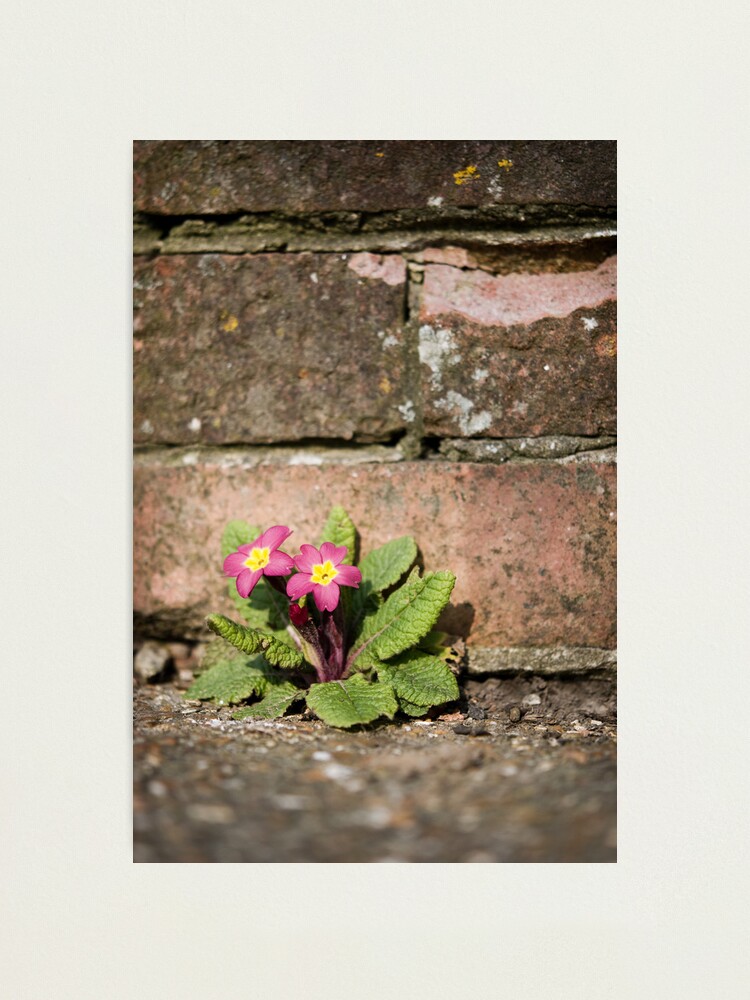 Alternate view of Day 264 - 30th March 2012 Photographic Print