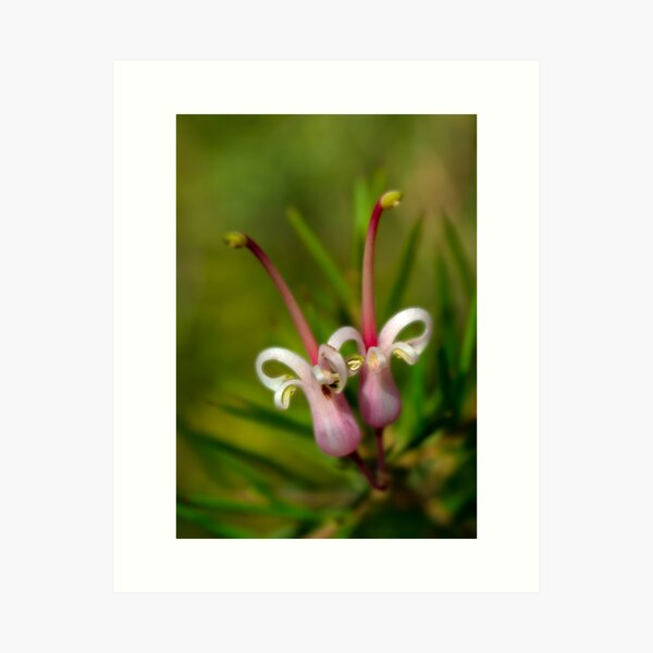 Item preview, A Pink Grevillia designed and sold by pcbermagui.