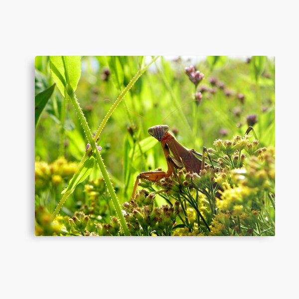 Greetings from the meadow Metal Print
