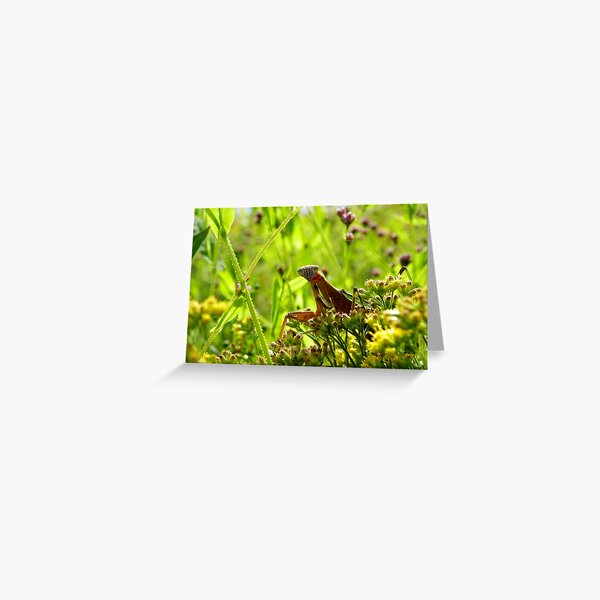 Greetings from the meadow Greeting Card