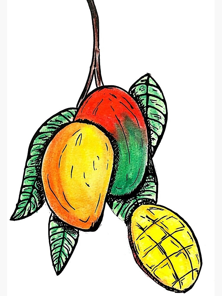 Mango drawing on white background Royalty Free Vector Image