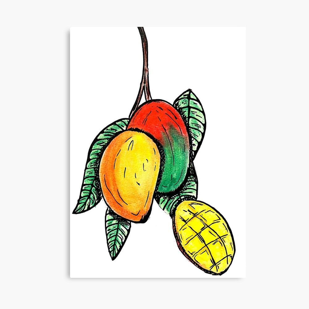 Drawing of mango isolated on transparent background for usage as an  illustration, food, fruits and eating concept 26799320 PNG