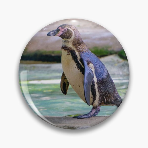 Item preview, Humboldt Penguin Photographic Print (3) designed and sold by samjsphoto.