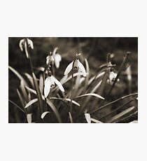 Snowdrops in Sepia Photographic Print
