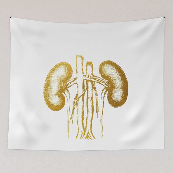 Item preview, The Kidneys anatomy designed and sold by Liededrom..