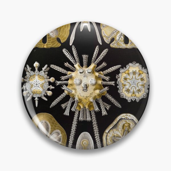 Artikelvorschau, Ernest Haeckel Echinidea Fine Art Lithografie Marine entworfen und verkauft von Bebichic.