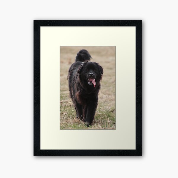 Newfoundland Framed Art Print