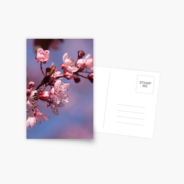 Cherry Blossoms on Blue Postcard