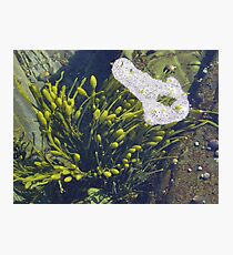 Just below the surface Photographic Print