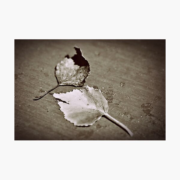 Item preview, fallen in sepia designed and sold by Karen E Camilleri.