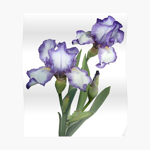 "Beautiful Iris Flower" Poster for Sale by shchedrina Redbubble