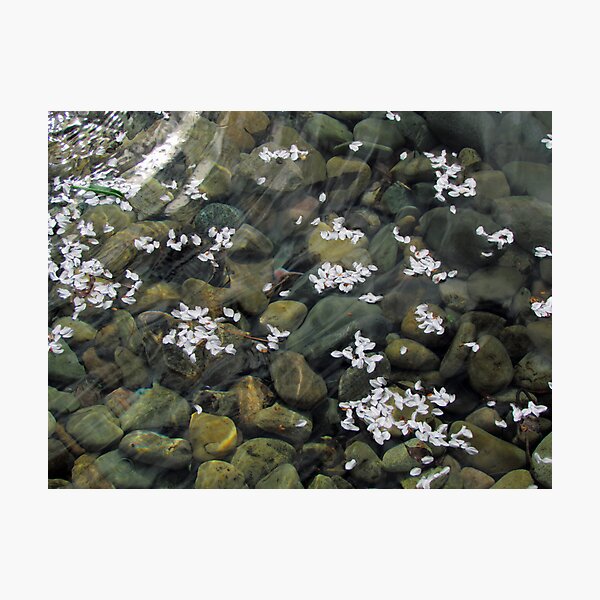 Item preview, Fallen Blossoms designed and sold by Nevermind the Camera Photography.