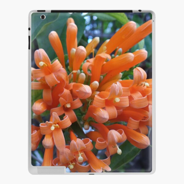 Orange Trumpet Creeper  iPad Skin