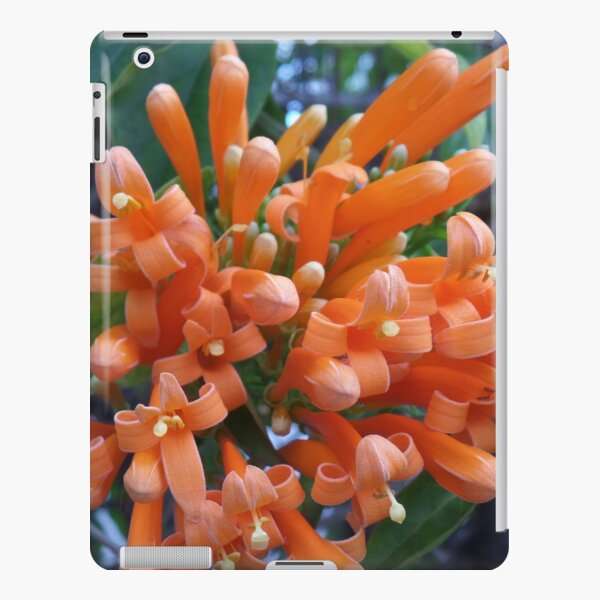 Orange Trumpet Creeper iPad Snap Case