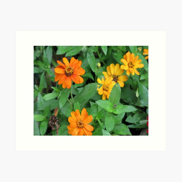Orange and yellow daisies Art Print