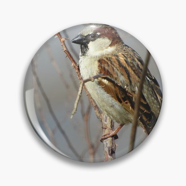 Item preview, Sparrow designed and sold by WildandDivine.