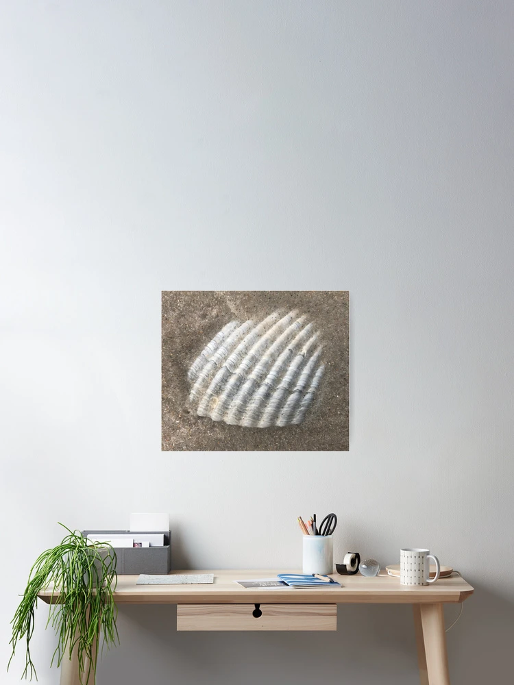 Thumbnail 2 of 3, Poster, Shell designed and sold by Sattguy.