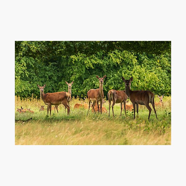 Red Deer Wall Art for Sale