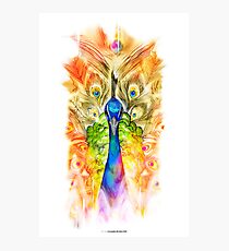 Peacock Photographic Print
