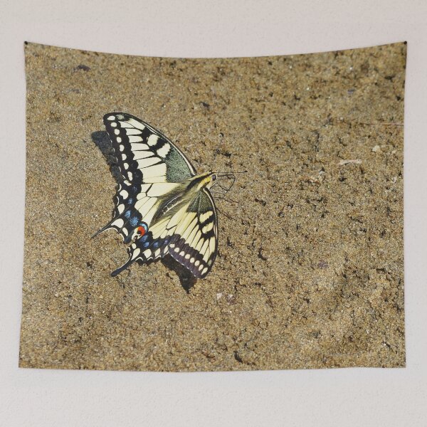 Item preview, Sand Swallowtail Butterfly designed and sold by VikingVisual.
