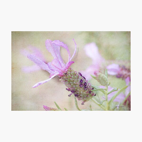 Lavander with Texture Photographic Print