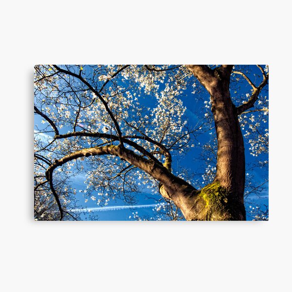 Item preview, Magnolia tree designed and sold by THHoang.