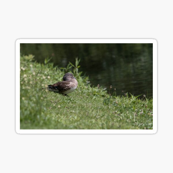 Mallard Duck Photography Sticker