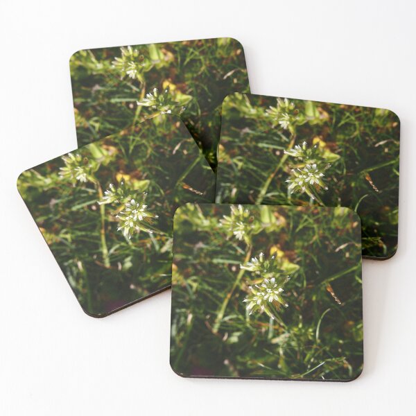 Item preview, Sticky Mouse-ear (Cerastium glomeratum) designed and sold by IOMWildFlowers.