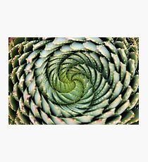 spiral aloe - lesotho's endangered species Photographic Print