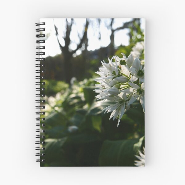 Item preview, Ramsons (Allium ursinum) designed and sold by IOMWildFlowers.
