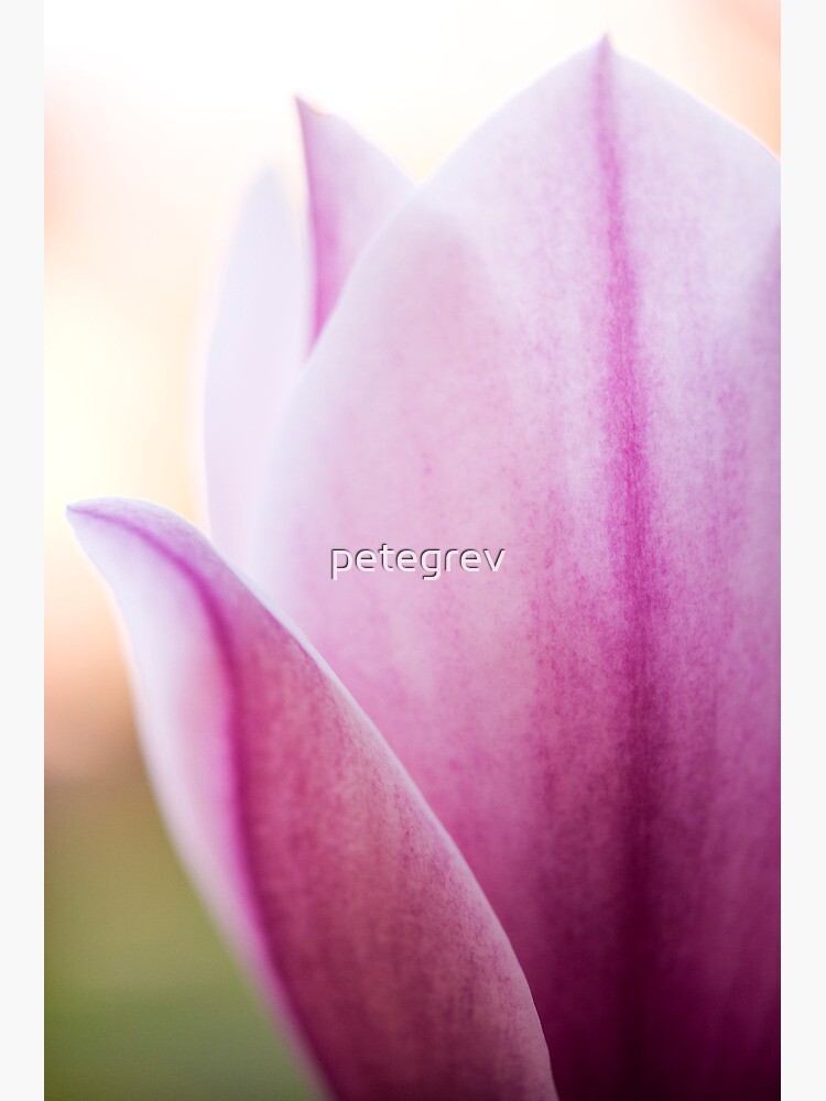Day 267 - 2nd April 2012 by petegrev