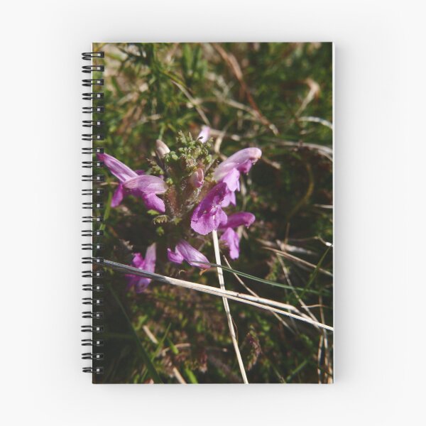 Item preview, Common Lousewort (Pedicularis sylvatica) designed and sold by IOMWildFlowers.